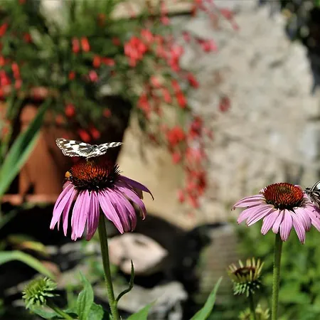 Alle Torricelle Farm stay *