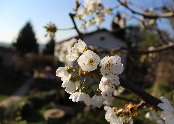 アグリツーリズモ アッレ トリチェリ * ヴェローナ